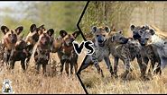 AFRICAN WILD DOG PACK VS HYENA PACK - Who Will Win?