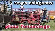 Plaza Ganadera Tenancingo Edo Mex buenos precios en ganado