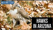 Hawks In Arizona: 12 Magnificent Species To See