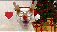 Funny Dogs on Christmas compilation 2022 || PETASTIC 🐾