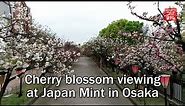 Cherry blossom viewing at Japan Mint in Osaka