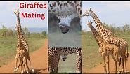 Giraffes Mating | Courtship behavior | Giraffe mating process | Akagera National Park, Africa