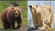 Grizzly bear Vs Polar bear: differences And Facts | Wildlife Documentary