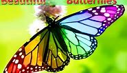 10 Beautiful Butterflies And Usual Butterflies | Video
