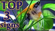 TOP 3 signs your fish is going to die
