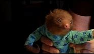 Tiny Baby Sloth gets the Onesie Treatment - 'Meet The Sloths' Animal Planet