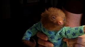 Tiny Baby Sloth gets the Onesie Treatment - 'Meet The Sloths' Animal Planet