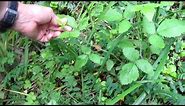 What does poison oak look like?