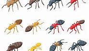 How to Identify Types of Ants
