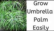 How to grow Umbrella Palm || Cyperus Plant || Papyrus || Propagation with cuttings