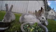 7-week-old Rex rabbits