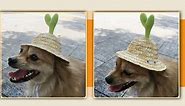 Dog Sombrero Hat