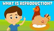 Reproduction-Types of reproduction-Reproduction in plants and animals-Video for Kids