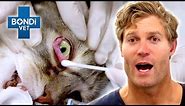 Bondi Vet's Biggest Surprises And Plot Twists 🙀 | Bondi Vet Compilation | Bondi Vet