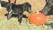 WATCH: Adorable miniature horse named 'pumpkin' born at Piedmont farm