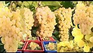 How to Make for Grapes || Thompson Seedless Grapes Harvesting || Wine Grapes || Grapes Variety