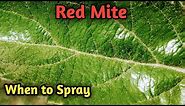 Red Mite on Apple leaves || When to Spray || How to control || Hortikashmir