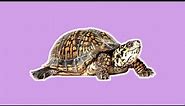 [Sunday.zip] #10: Turtle Meem
