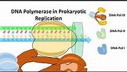 DNA Polymerase in Prokaryotes and their mechanism of action( DNA Pol I ,DNA Pol II and DNA Pol III)