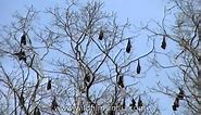 Colony of bats hanging off trees