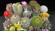 Singularidades Del Cactus Y Las Suculentas, Una Tendencia Natural - TvAgro por Juan Gonzalo Angel