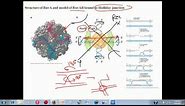 Genetic recombination lecture 1 | homologous recombination