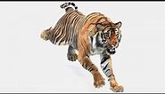 Animated Tiger 3D Model with Fur for Download | PROmax3D