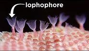 Phylum Bryozoa: The Moss Animals