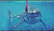 15 Largest Monster Sharks Ever Caught on Camera