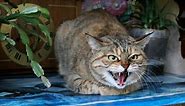 5 Visual Signs of a Stressed Cat and How To Help - Cats.com