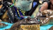 Bet you didn’t know you needed a frog with teeth … 🐸✨You never know what you’ll find at Oddities & Curiosities Expo — like these creepy critters from Cryptic Taxidermy 🔮 Visit OdditiesAndCuriositiesExpo.com for more info about our upcoming events! #odditiesandcuriositiesexpo #creepitreal #weirdandwonderful | Oddities & Curiosities Expo
