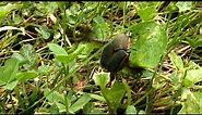 Green June Beetles take flight