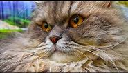 Persian Cat | Kucing Parsi Malaysia | Cat