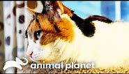 Jackson's Battle to Save a Family from Their Own Cat | My Cat From Hell | Animal Planet