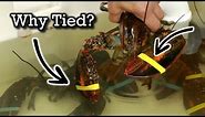 Why Are Lobster Claws Banded?