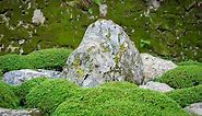 11 Types Of Moss That Grows On Rocks! | Outdoor Moss