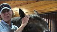 Anne Kursinski Riding and Jumping Mentor Tip: How to put ear plugs in a horse's ears