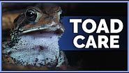 Complete American Toad Care Guide