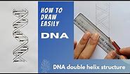 How to draw DNA double helix structure | CLASS12
