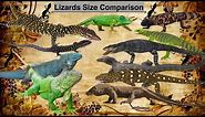 Lizards Size Comparison