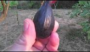 How to Tell When a Fig Is Ripe and Ready to Pick