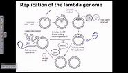 Lambda phage genome replication