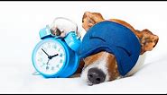 How to Make a Dog Sleep Through the Night: 7 Actionable Tips