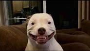 a Pitbull after seeing an unsupervised child meme