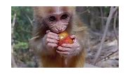 The cute baby monkey eating fruits 🐒