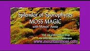 Splendor of Sporophytes -- Moss Magic
