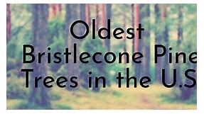 4 Oldest Bristlecone Pine Trees in the U.S. - Oldest.org