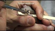 Trimming Pet Rat Crabcake's Maloccluded Teeth
