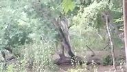 Komodo Dragon Climb Tree in Rinca Island