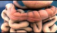 3D Medical Animation - Peristalsis in Large Intestine/Bowel || ABP ©
